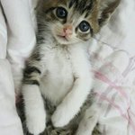 인형이<b>네</b>~<b>집</b>에 새식구 등장 아깽이