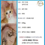 [고양이] 인형같은 아깽이들 우리두리~~^^
