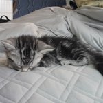 너무 이쁜 딩이를 소개합니다~