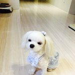 왕코<b>성님</b> 솜이