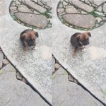 똥개지만 괜찮아