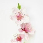 [댓글부탁해] 짝<b>남</b>이랑 1도 <b>안</b> 친할때 어떻게 해야할까ㅠㅠㅠ