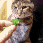 에셈여뤀 <b>라미</b>있잖아