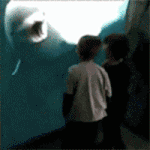 [EXO] <b>벨루</b>가 너무 귀여워 ㅠㅠㅠ