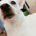 [강아지] <b>난이</b>야 늘 행복하자!