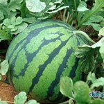 이게 <b>수박</b>이야 가슴이야 ㄷㄷ