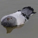 중딩인에 돈 버는 법 없니 시<b>봉봉</b>