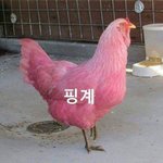 진돗개 <b>숭배</b> 실검윈데
