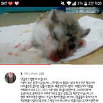 [댓글부탁해] 유튜브에 햄스터 학대영상 아니냐 이거 ㅋㅋㅋㅋㅋ