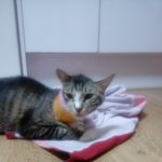 [고양이] 원치않던 집사가 되었습니다 05