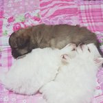 우리 애기가 하늘나라로 갔습니다...