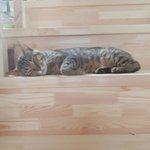 [드루와] 우리 집 고양이 자는 거 너무 귀여워 ㅠㅠ