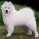 [EXO] 나 뜬금인데 대형견 로망 있어서