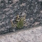 [댓글부탁해] <b>탑연예인</b> 일베 인증 논란