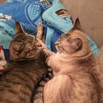 [고양이] 사이가 좋은 <b>고냥</b>이 형제!