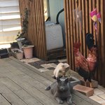 경주시 사정동(고속버스터미널 건너편) 러시안블루 찾습니다ㅠ