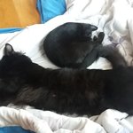 [고양이] <b>검정</b>.남매 소개해요~~^^(콩.팡)