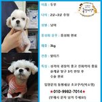 [강아지] 안락사를 기다리던 말티즈 두부