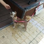 서울 <b>대림</b> 쪽에서 강아지 잃어버리신분!!!