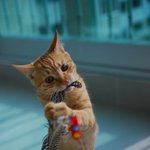 나만보기 아까운 내 고양이 우슬이 (길냥이에서 집냥이로!)