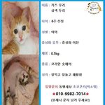 [고양이] <b>고의</b>적으로 쓰레기통에 유기된 3주된 아깽이 우리와 두리