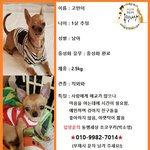 [강아지] 교통사고를 당한 뒤 보호소에서 안락사를 기다리던 <b>고만이</b>