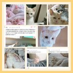 [고양이] 두냥이 구경하고 가세요!(6)