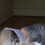 우리 <b>순이</b>  보고가슈