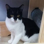[고양이] 버림받은 아이들을 입양해 주세요.