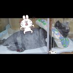 [고양이] 547일째 육아육묘