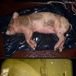 [공미니] 돼지 <b>시체</b>를 바다에 버려 보았다