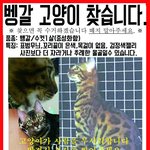[고양이] [노원구 공릉동] 벵갈 고양이 <b>실종</b>되었습니다...