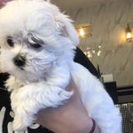 <b>작명</b>부탁드려용 사진있음!