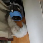 [냥이] 2탄)) <b>토리</b>랑 딸기랑 ~