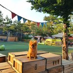 [강아지] 알콩이랑  함께한 주말
