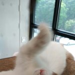 [인피니트] ㅅㄷ 고양이 알레르기 어떡ㅎ9