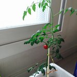 [임영민] <b>방토</b>들