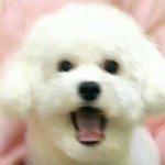 [EXO] 항상 볼때마다 생각하는데 비비는