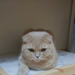 [고양이] 저희집 고양이는 식빵을 못구워요
