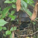 도심 모텔<b>화단</b>에 버려진거북이