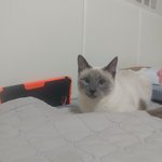 샴냥이 먼지예요!^^