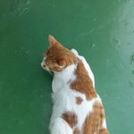 나의 동거묘 <b>도칠</b>이 여름 일상