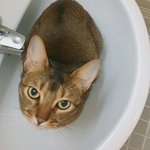 [부부집사네] 부부와 함께하는 동거묘 세마리 19 - 대프리카