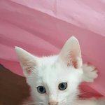 [고양이] 입양을 기다리는 아이들