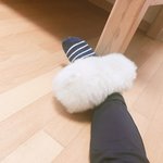 [강아지] 포메라니안 <b>두부</b> 3개월 전