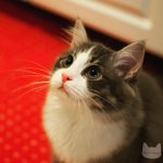 [고양이] 우리고양이 심쿵 <b>재롱</b>잔치 보실래요?