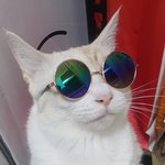 [고양이] 두냥이 구경하고 가세요!(7)