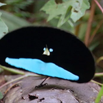 [EXO] bird <b>of</b> paradise쳤더니 얘 나옴