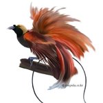 [EXO] <b>이새</b>에서 따온 꽃이름이래 극락조