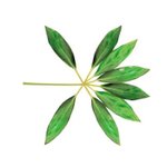 [경수] 헐 월계수 잎 <b>의미</b> ㅠㅠ